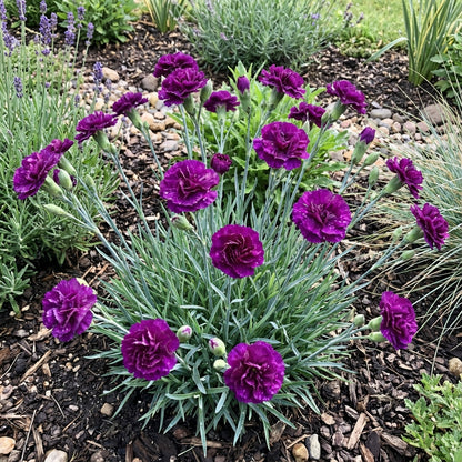 Violet Carnation Flower Seeds for Easy Planting