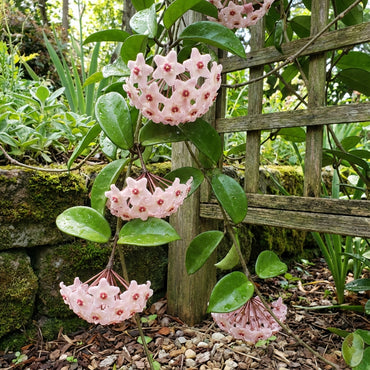 Light Pink Carnosa Flower Seeds for Planting