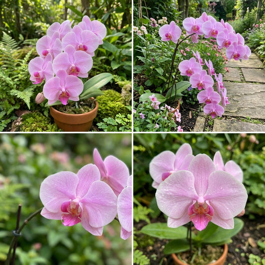 Baby Pink Orchid Flower Seeds for Planting