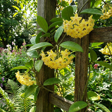 Yellow Carnosa Flower Seeds for Easy Planting