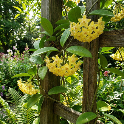 Yellow Carnosa Flower Seeds for Easy Planting