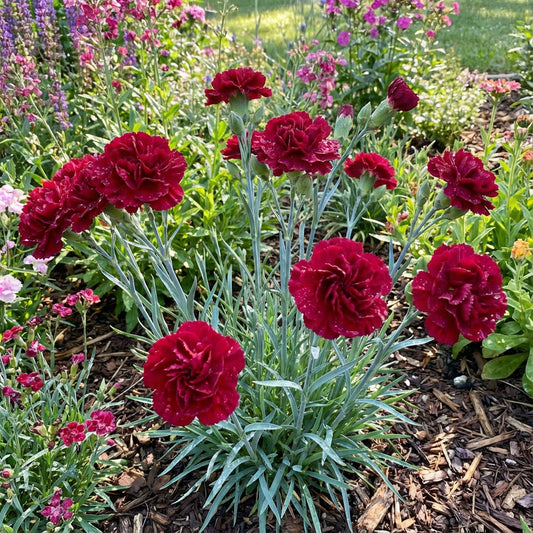Red Carnation Flower Seeds for Planting