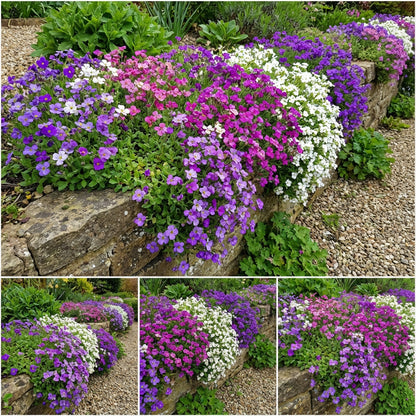 Plant Mixed Aubrieta Flower Seeds for a Vibrant and Colorful Garden