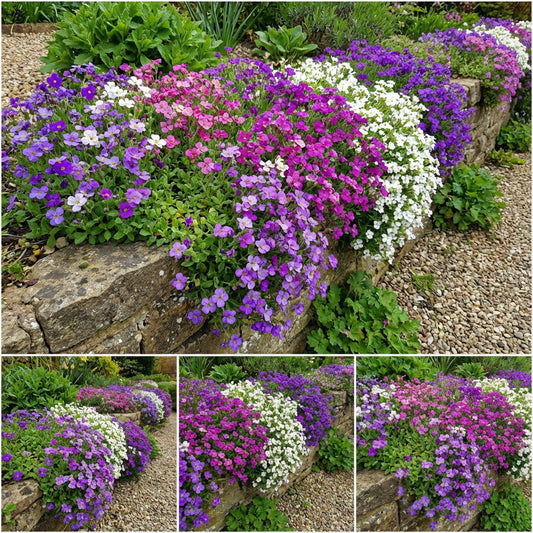 Plant Mixed Aubrieta Flower Seeds for a Vibrant and Colorful Garden