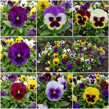 Pansy Flower Seeds for Planting - Mixed Colors for Vibrant Gardens