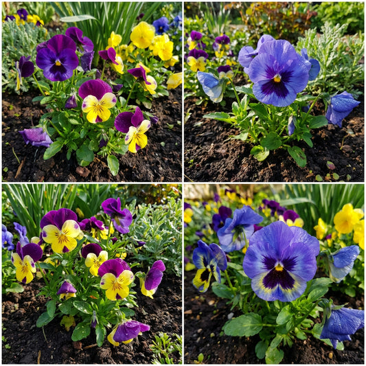 Pansy Flower Seeds for Planting - Mixed Colors for Vibrant Gardens