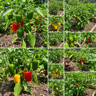 Peppers Vegetable Seeds Mixed Planting