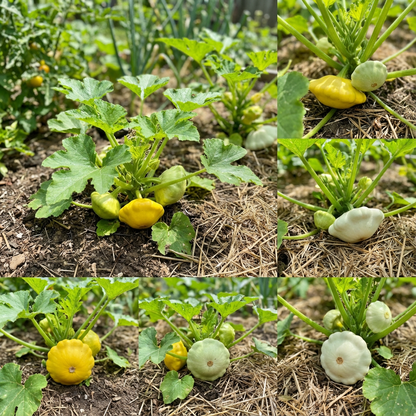 Mixed Patty Pan Vegetable Seeds for Planting