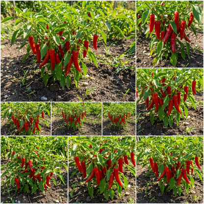 Spicy Red Pepper Seeds for Garden Planting