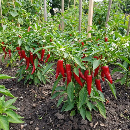 Spicy Red Pepper Seeds for Garden Planting
