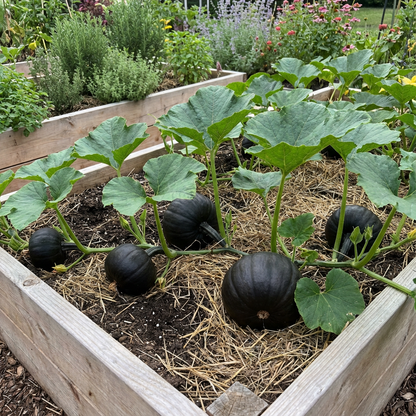 Planting Black Pumpkin Vegetable Seeds