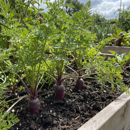 Purple Carrot Seeds - Hearty Planting Variety