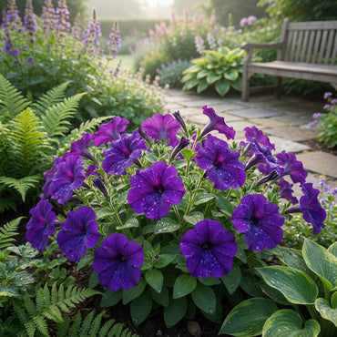 Petunia Flower Seeds - Plant Vibrant Violet Blooms for a Colorful Garden