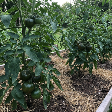 Tomato Vegetable Seeds - Dark Green Variety for Easy Planting