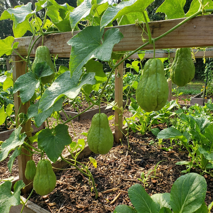 Green Chayote Vegetable Seeds - Perfect for Planting