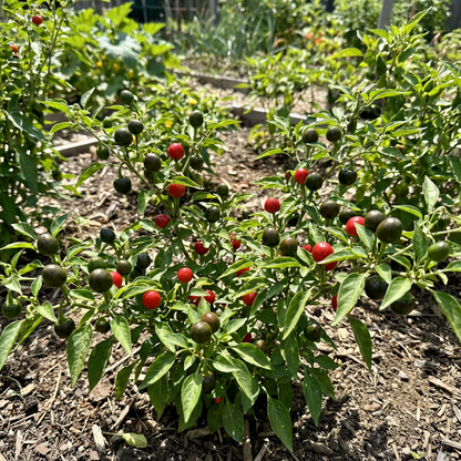 Green and Red Dundicut Chili Seeds for Planting