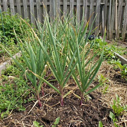 Vegetable Garlic Seeds for Planting - Premium Flavorful Bulbs for Home Gardening and Culinary Use