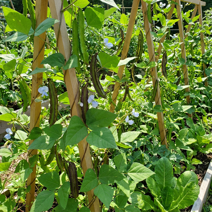 Sophocarpus Vegetable Planting - Seeds for Thriving Growth and Delicious Harvests