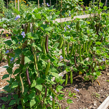 Sophocarpus Vegetable Planting - Seeds for Thriving Growth and Delicious Harvests