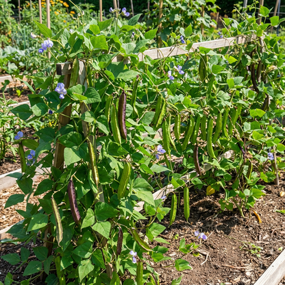 Sophocarpus Vegetable Planting - Seeds for Thriving Growth and Delicious Harvests