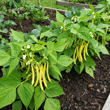 Yellow Wax Bush Bean Vegetable Seeds Planting