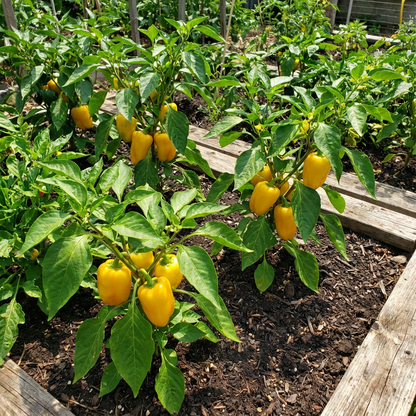 Yellow Jamaicano Vegetable Seeds Planting