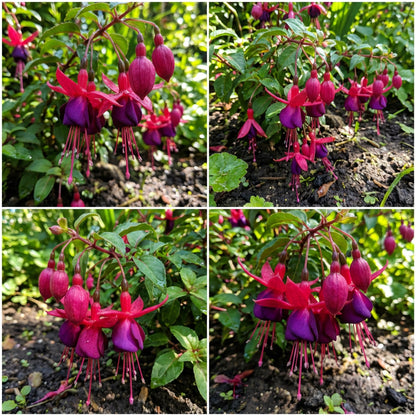 Dark Pink Fuchsia Flower Seeds for Striking Garden Planting