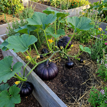 Plant Black Pumpkin Seeds - Grow Your Own Delicious Pumpkins