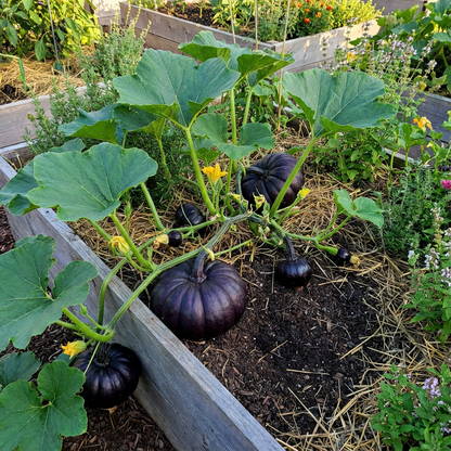 Plant Black Pumpkin Seeds - Grow Your Own Delicious Pumpkins