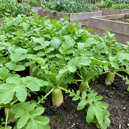 Green Radish Seeds for Planting - Fresh Vegetable Seeds
