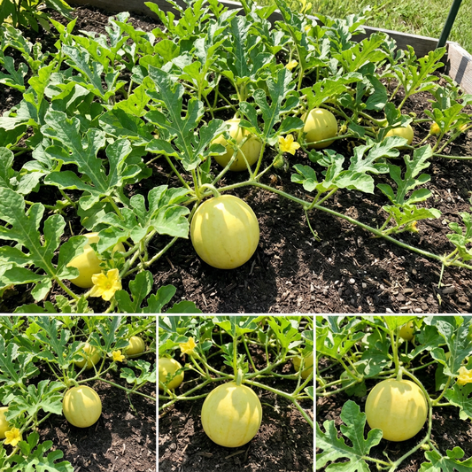 Yellow Watermelon Seeds – Organic, Non-GMO Garden Fruit