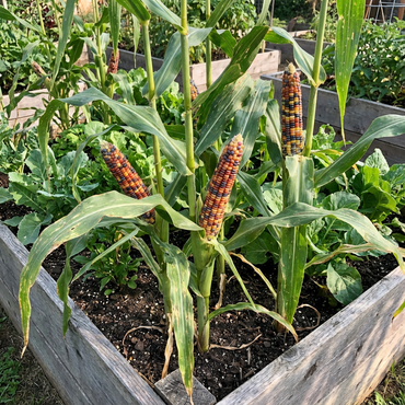 Rainbow Corn Seeds for Colorful, Edible Decorative Corn