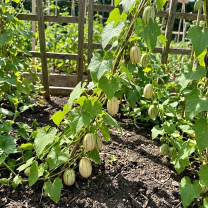 Vietnam Milk Melon Seeds for Bonsai Fruit and Vegetable Gardens