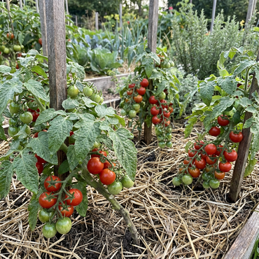 Grappoli D'Inverno Kirschtomate Seeds for Winter Tomato Gardening