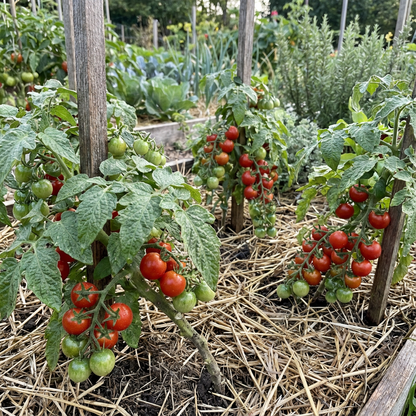 Grappoli D'Inverno Kirschtomate Seeds for Winter Tomato Gardening
