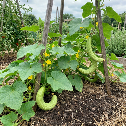 Armeno Yard Cucumber Long Seeds for Non-GMO Home Garden Vegetables