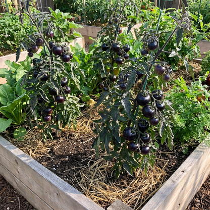 Blue Tomato Vegetable Seeds for Planting: Grow Unique and Flavorful Fruits