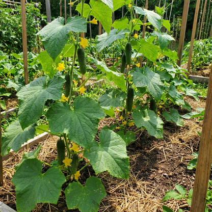 KVARIT F1 Cucumber Seeds for Home Garden Vegetable Planting