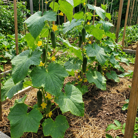 KVARIT F1 Cucumber Seeds for Home Garden Vegetable Planting