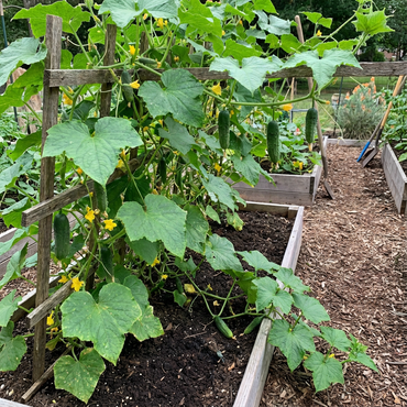 KVARIT F1 Cucumber Seeds for Home Garden Vegetable Planting