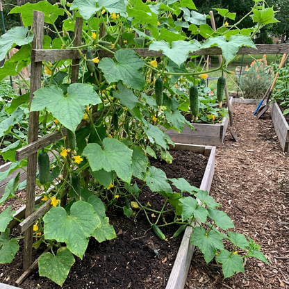 KVARIT F1 Cucumber Seeds for Home Garden Vegetable Planting