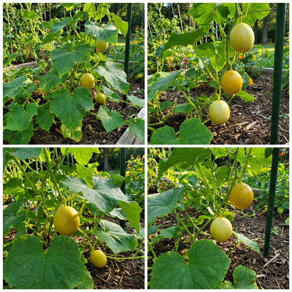 LEMON CUCUMBER Heirloom Seeds for Non-GMO Garden Vegetables