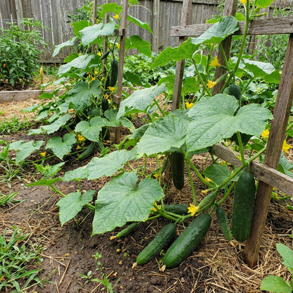 Marketmore Cucumber Non-GMO Seeds for Home Vegetable Gardens