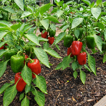 Pepper Vegetables Seeds for Colorful and Spicy Home Gardens