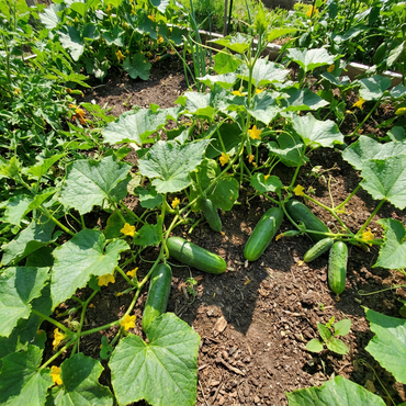 Everbearing Cucumber SMR58 Seeds for Continuous Harvesting in the Garden