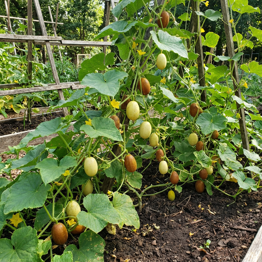 Poona Kheera Cucumber Seeds for Unique Garden Cucumbers