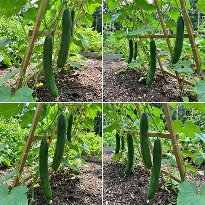 Suyo Long Cucumber Seeds for Sweet and Crisp Garden Cucumbers