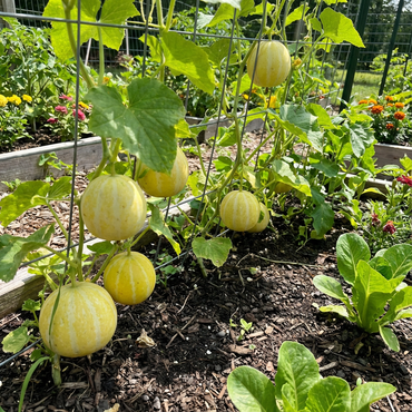 True Lemon Cucumber Seeds for Zesty and Refreshing Garden Cucumbers