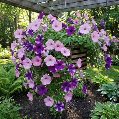 Hanging Petunia Flower Seeds for Planting Pink Violet - Perfect for Colorful and Dynamic Gardens