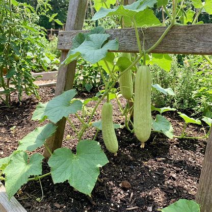 Armenian Pale Green Cucumber Seeds for Sweet and Refreshing Garden Cucumbers